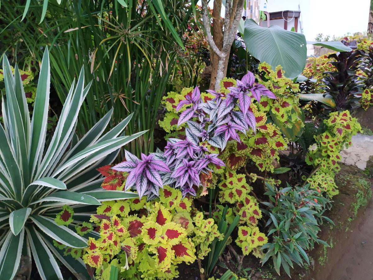 Puri Sunset Homestay Munduk  Exterior photo
